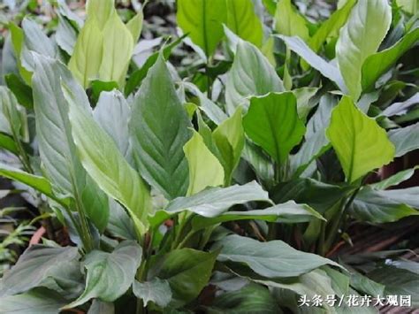 萬年青開花意思|廣東萬年青開花的寓意是什麼「有關萬年青代表的意義」